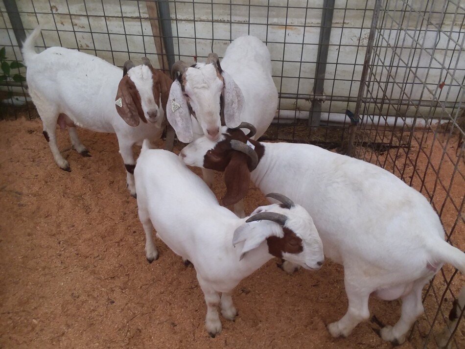 Des chèvres boers aux enchères à Danville