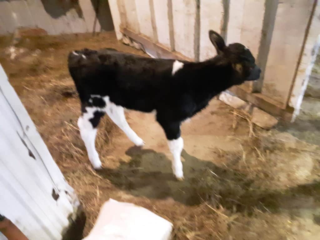 Veau Holstein au biberon. Ces veaux sont généralement vendus aux enchères hebdomadaires de bétail dans les régions d'élevage laitier.