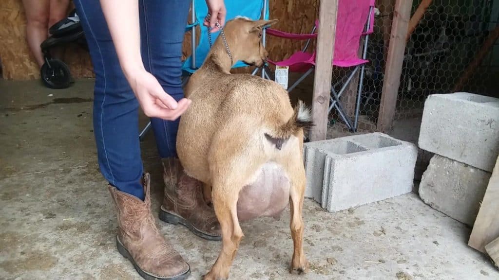 Superbe vue de la belle mamelle de cette biche naine nigériane.