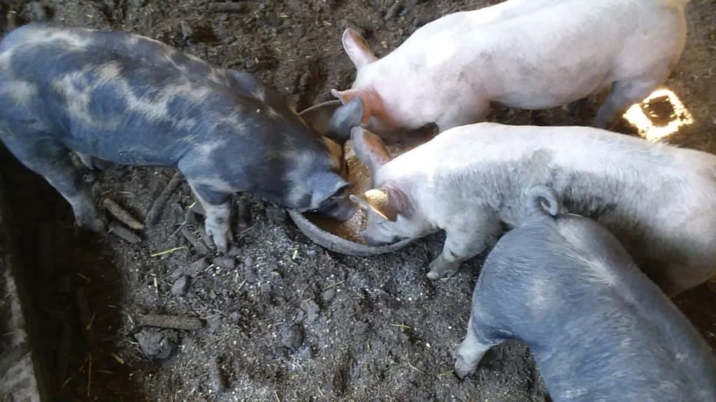 Porcs croisés Berkshire recevant des céréales pour compléter leur alimentation.