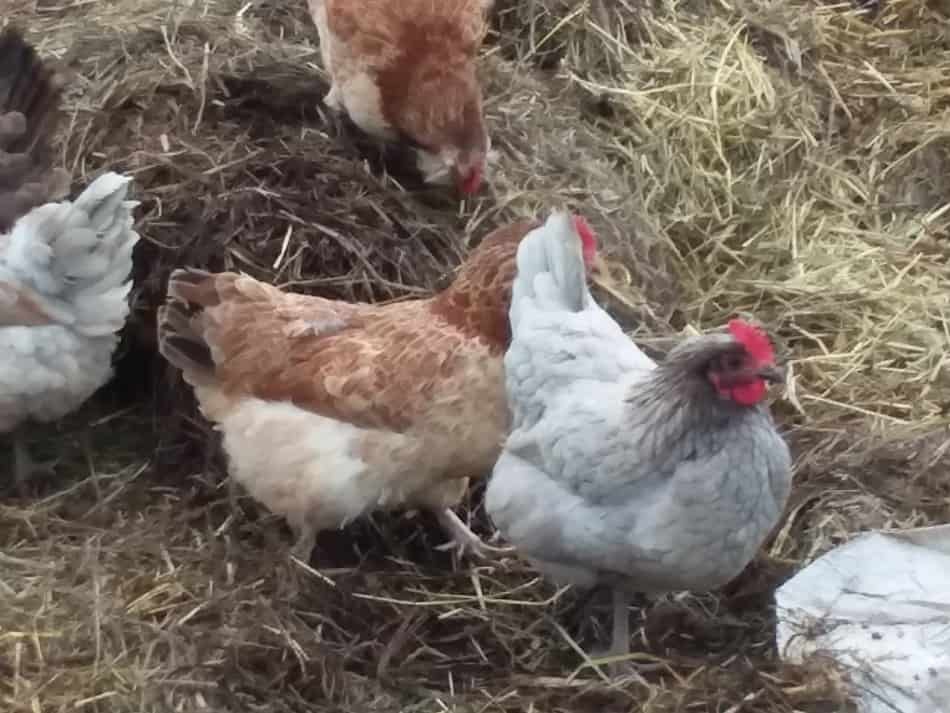 poules grattant dans le vieux foin