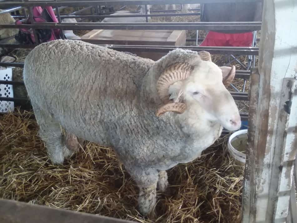 Bélier mérinos à la foire du comté.