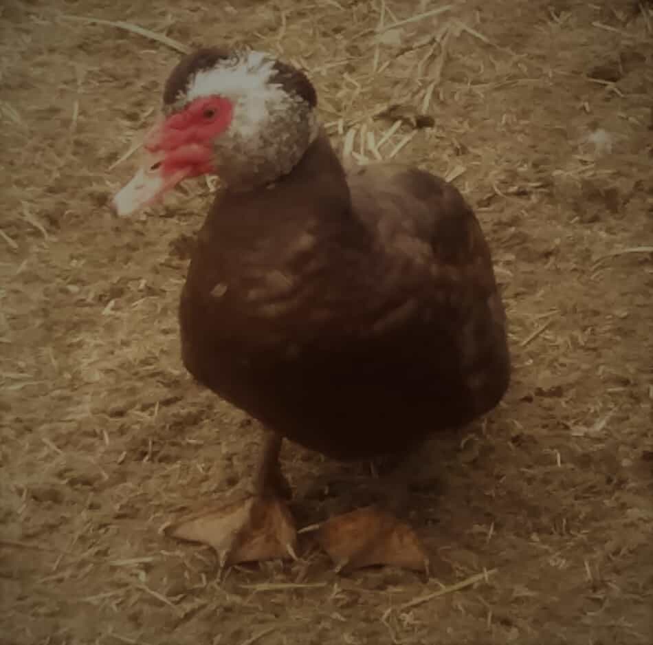 canard de Barbarie au chocolat et blanc