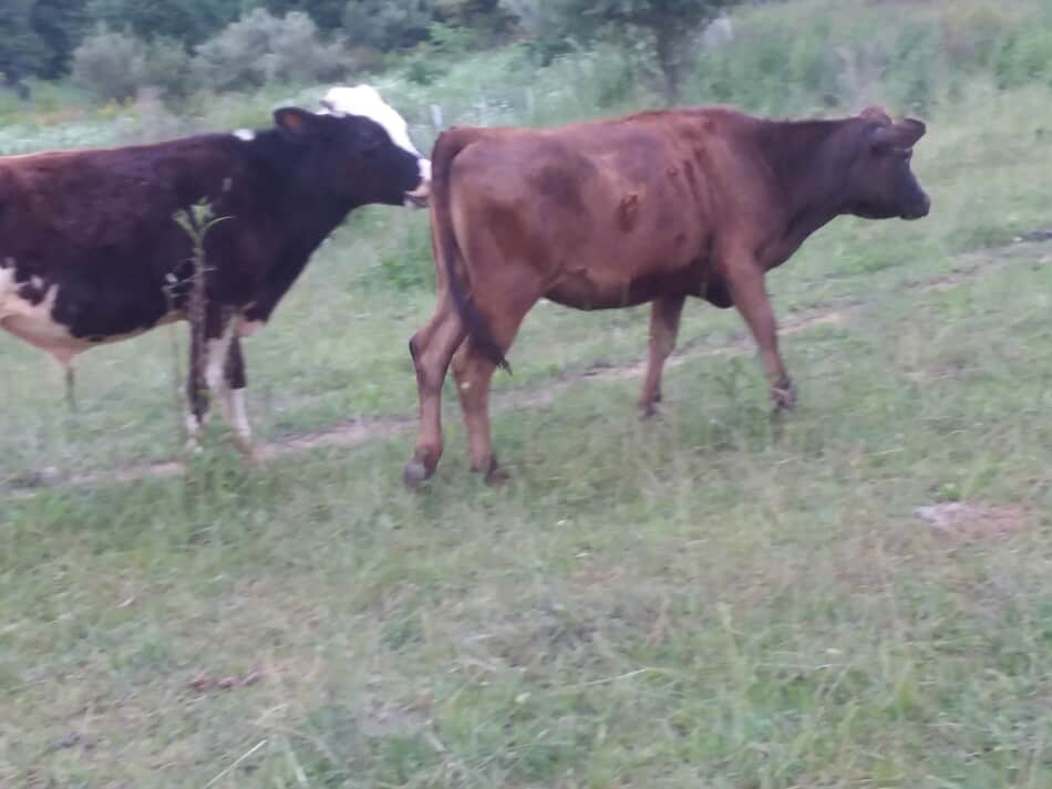 Génisse croisée Jersey Angus marchant devant un taureau Holstein en pleine croissance 