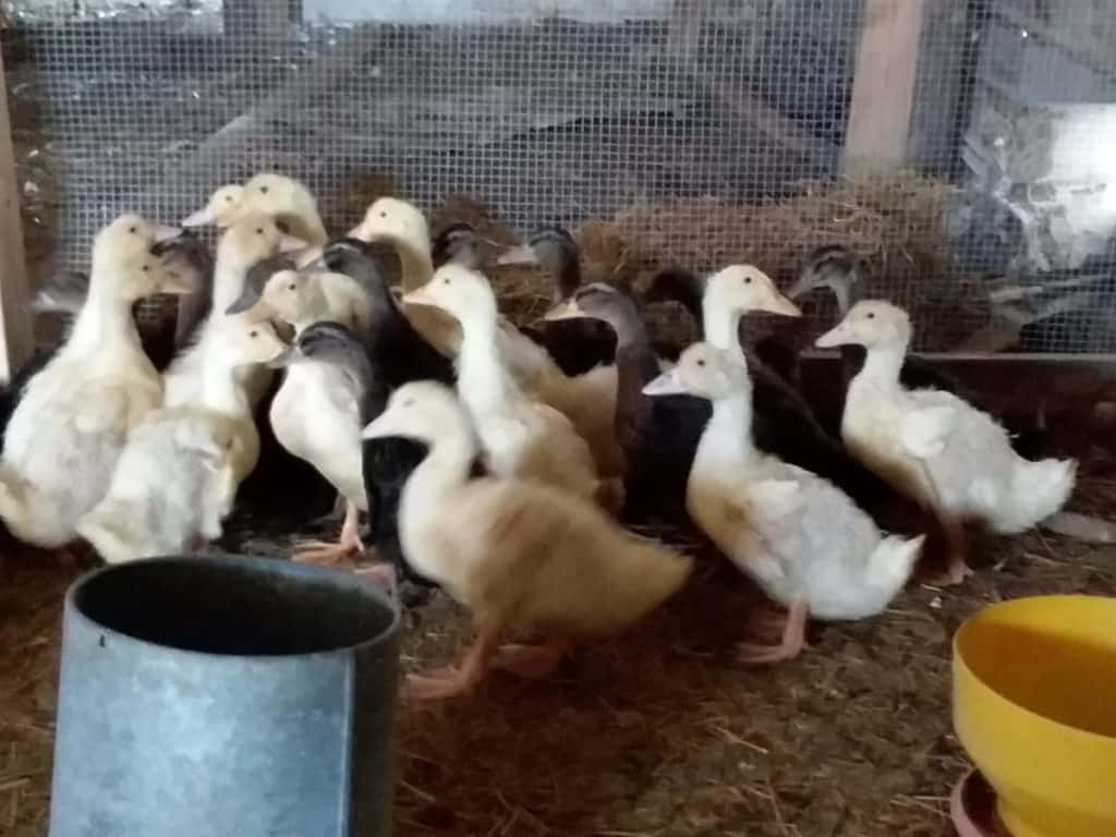 Canards dans la couveuse. Vous pouvez voir que l'enclos est sécurisé (fil résistant aux prédateurs) et qu'il y a plusieurs mangeoires pour que tous les canards puissent manger en même temps.