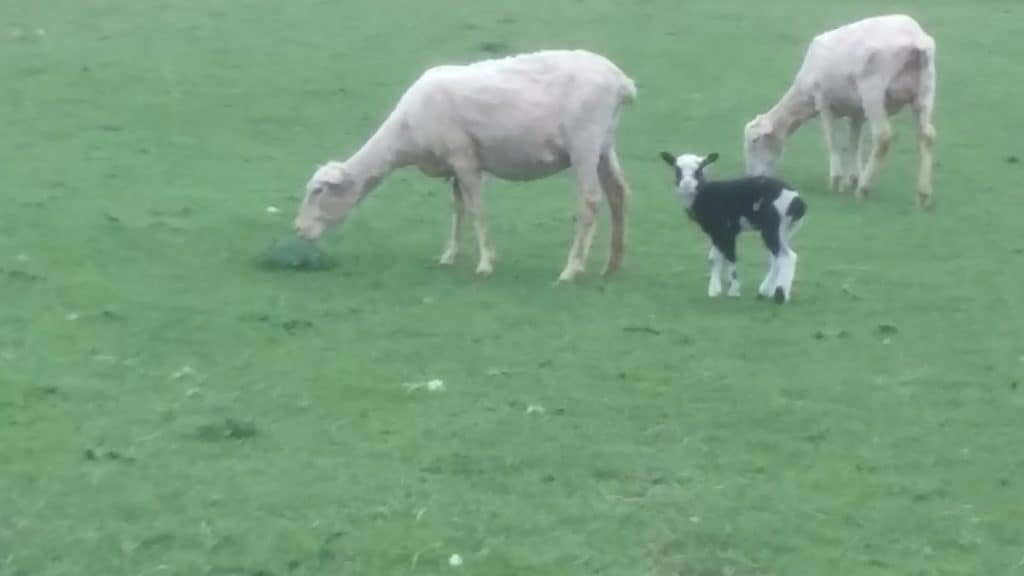 Brebis croisée Finn avec un de ses bébés noir et blanc.