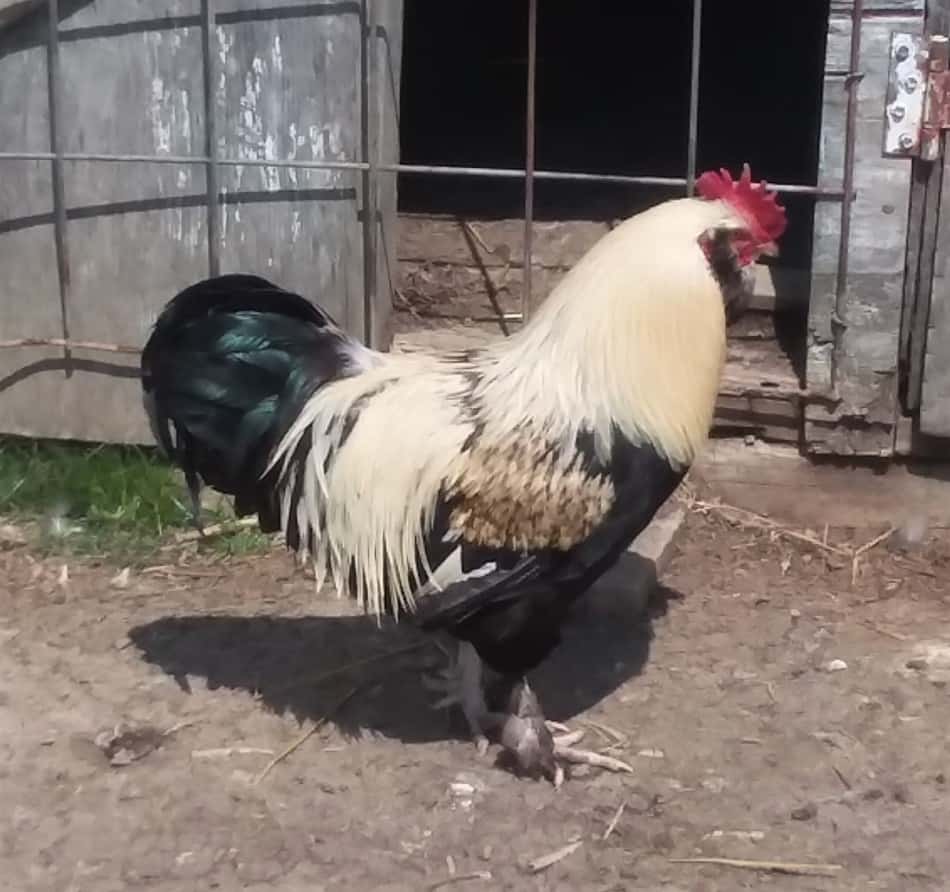 Mon coq Saumon Faverolles se promène à l'extérieur du poulailler