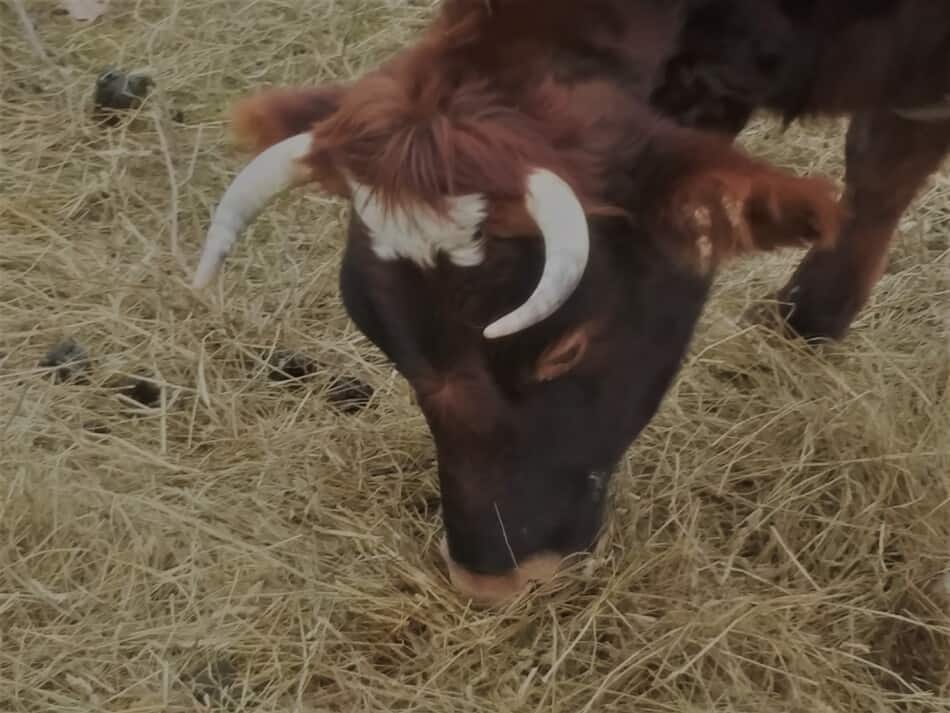 vache à cornes mangeant du foin au sol