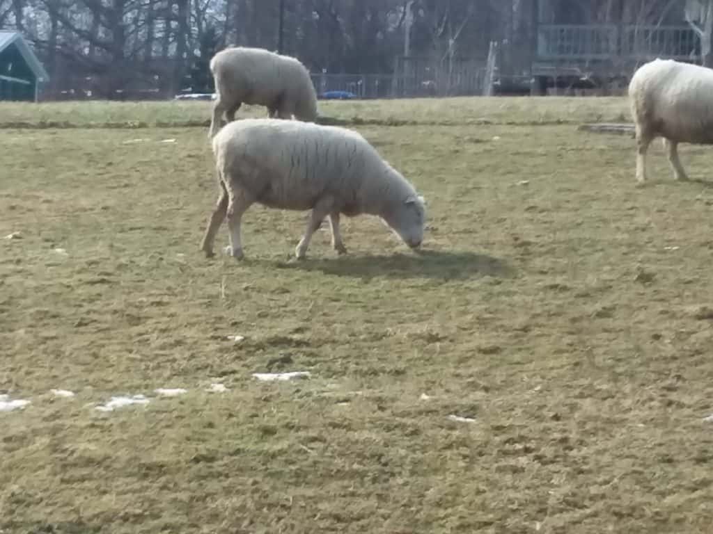 Les brebis broutent en hiver. Comme il n'y a pas beaucoup d'herbe ici, on leur donne du foin. Cette herbe poussera comme une folle au printemps.