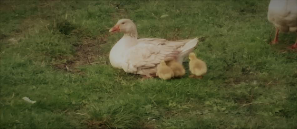 une oie en cavale avec ses oisons rassemblés autour, certains sont sous ses ailes pour se réchauffer