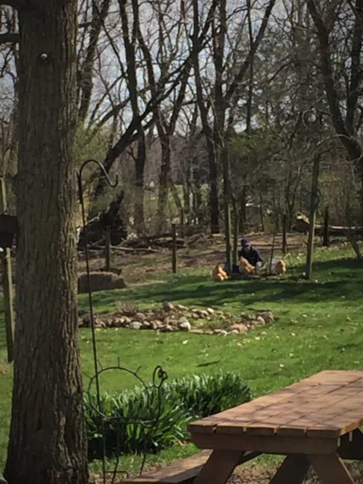 dame faisant des travaux de jardinage avec des poulets « aidant »