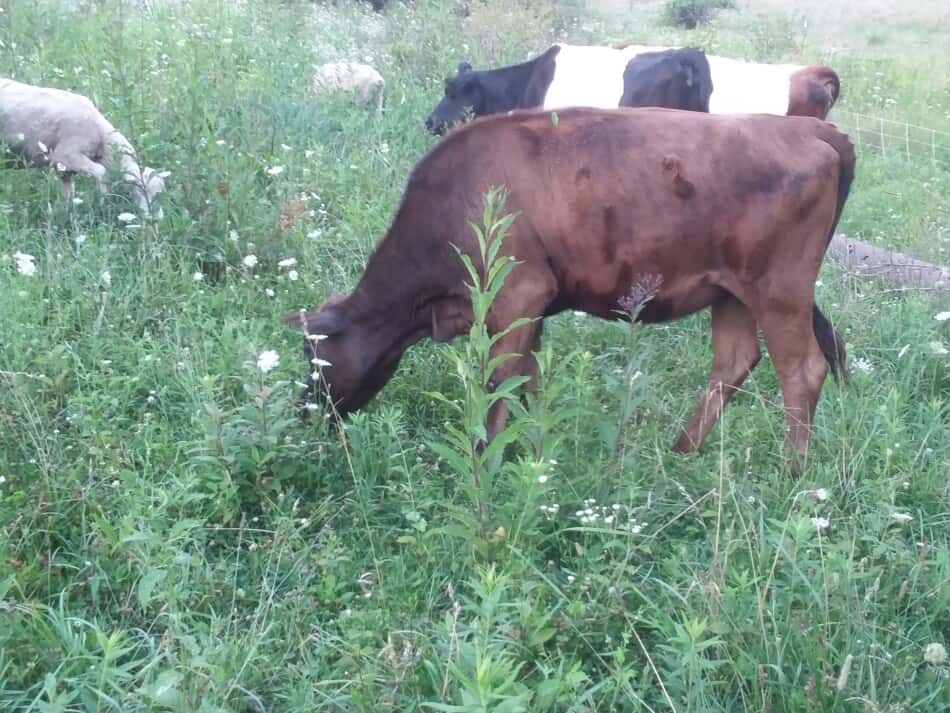 génisse et deux vaches au pâturage avec des moutons