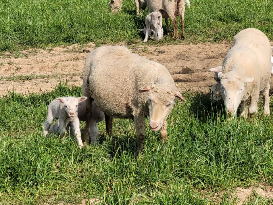 Moutons croisés du Dorset sur l'herbe avec des agneaux printaniers