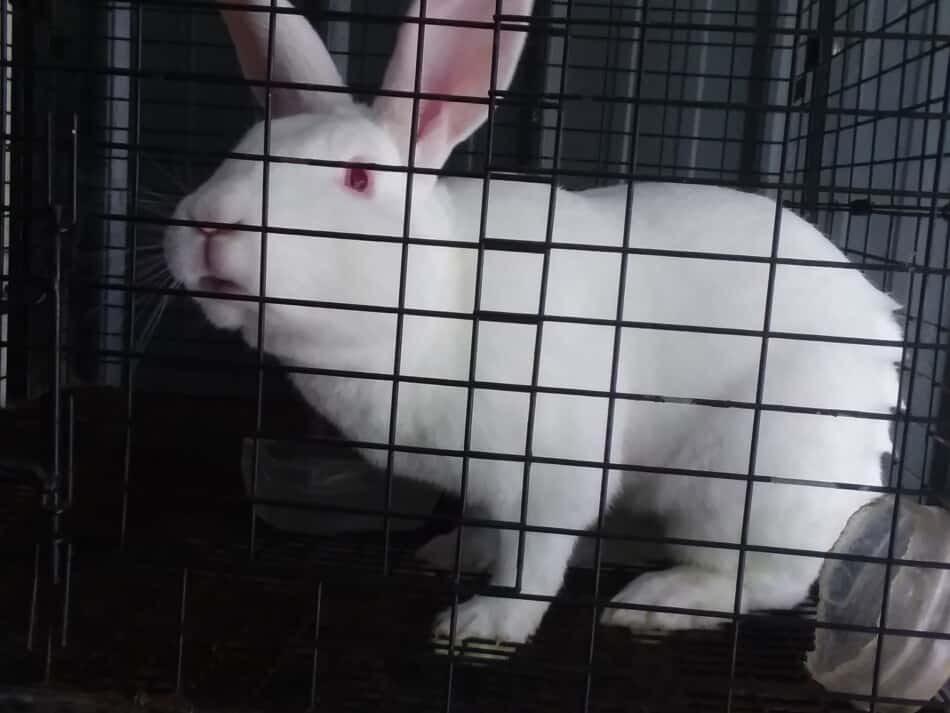 lapin blanc de Nouvelle-Zélande me regardant pendant que je la prends en photo