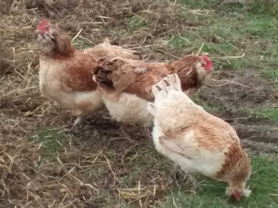 Poules saumonées Faverolles picorant dans l'herbe