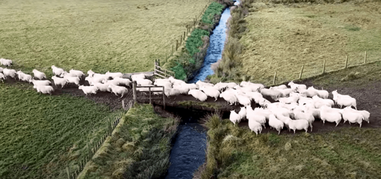 moutons traversant un pont en bois en Écosse, image de The Sheep Game (YouTube)