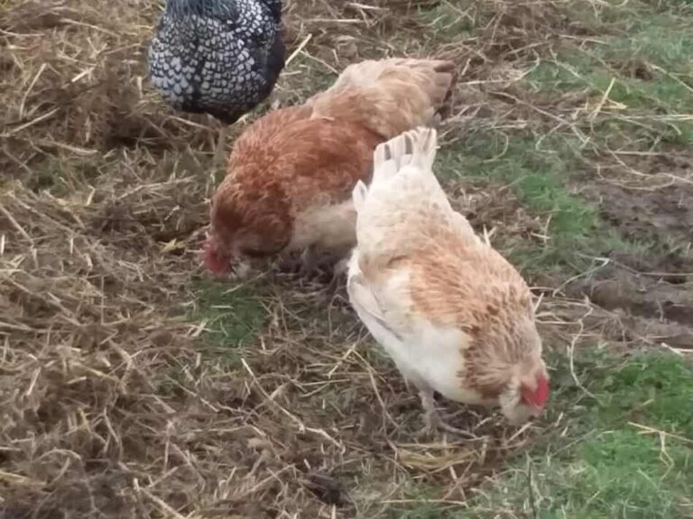 poules pondeuses picorant dans l'herbe