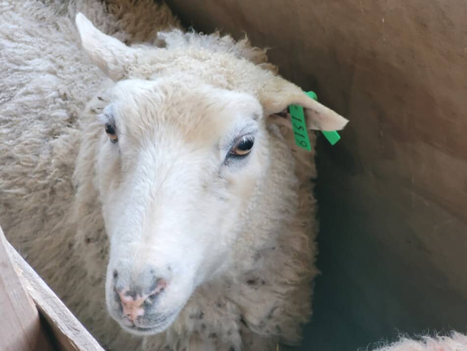 mouton à face blanche avec une étiquette d'oreille verte regardant la caméra