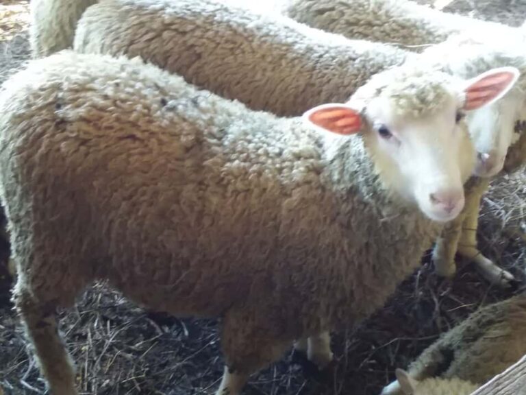 moutons dans un enclos