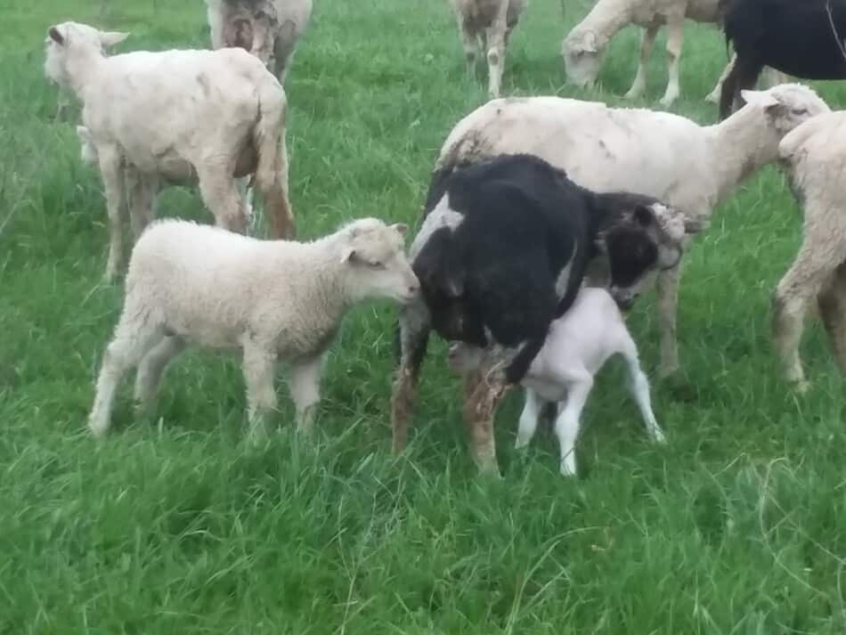 nouvelle maman allaitant son agneau