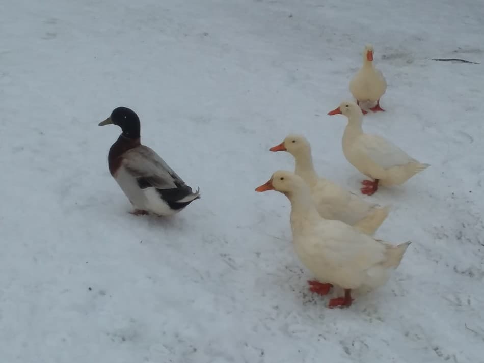 canards dans la neige, pékinois et un canard de Saxe