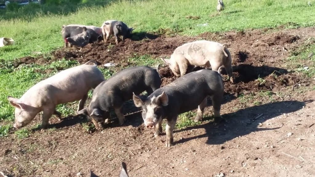 Porcs croisés Berkshire fouillant dans le sol.
