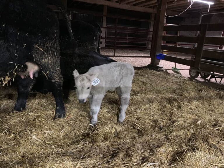 Vache de boucherie avec son jeune veau gris