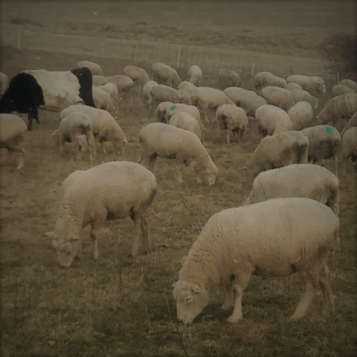 troupeau de brebis au pâturage en hiver remarquez le filet électrique utilisé comme clôture