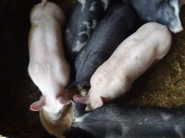 cochons d'élevage mangeant dans une casserole