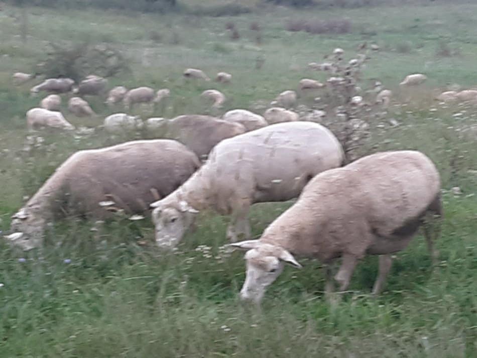 Troupeau de brebis au pâturage.