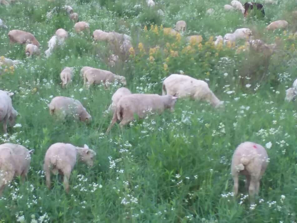 brebis et agneaux paissant dans notre ferme