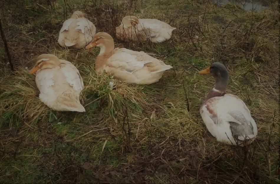 groupe de canards de Saxe et un canard de Saxe