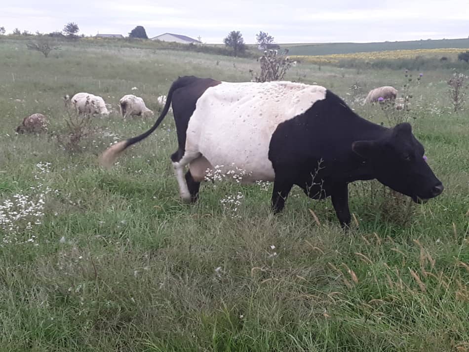 Voici Sophie, une vache croisée hollandaise ceinturée/jersey qui broute avec les moutons.