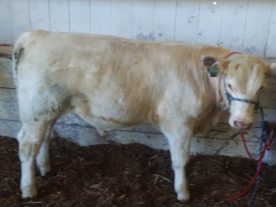 Veau Shorthorn blanc inscrit dans la classe de reproducteurs de viande de la foire locale