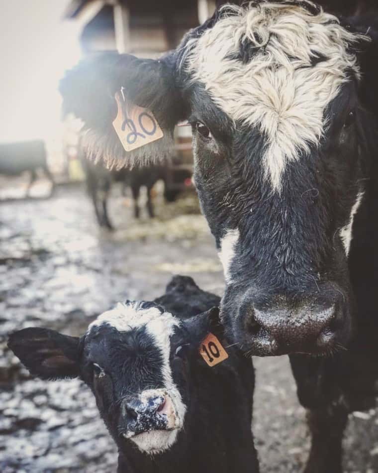 vache noire et son jeune veau