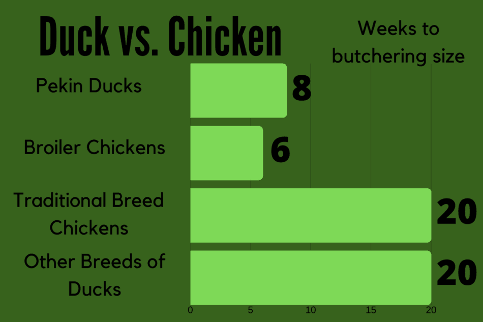 Graphique comparant l'âge à la taille d'abattage de divers poulets et canards