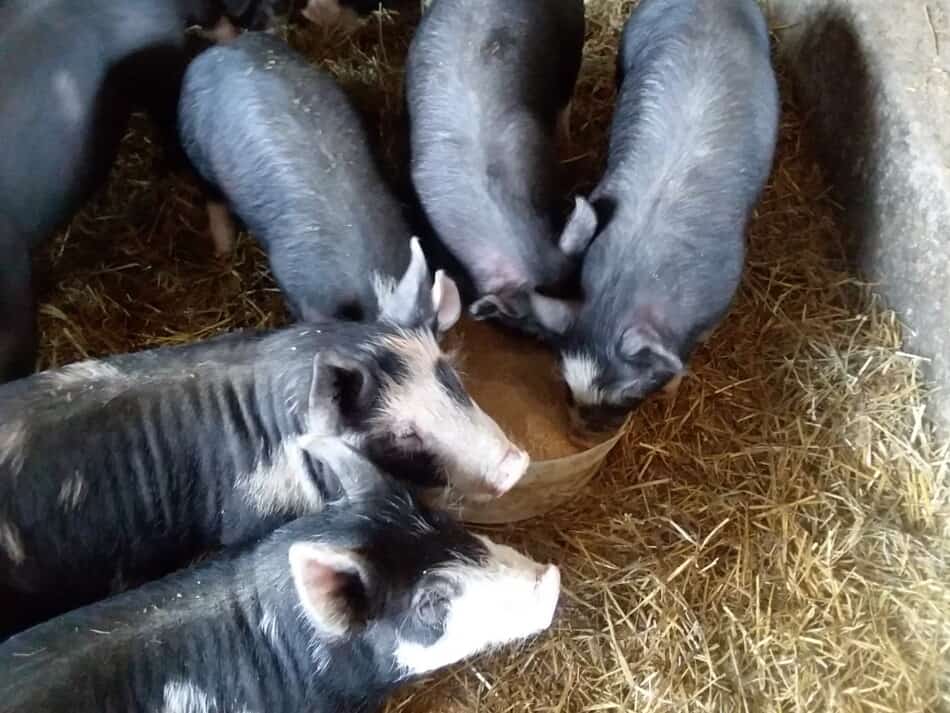 Porcs croisés Berkshire mangeant dans une casserole