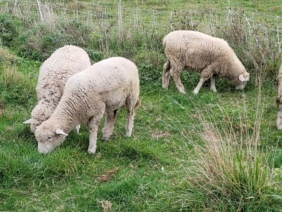 les agnelles plus âgées mangent de l'herbe