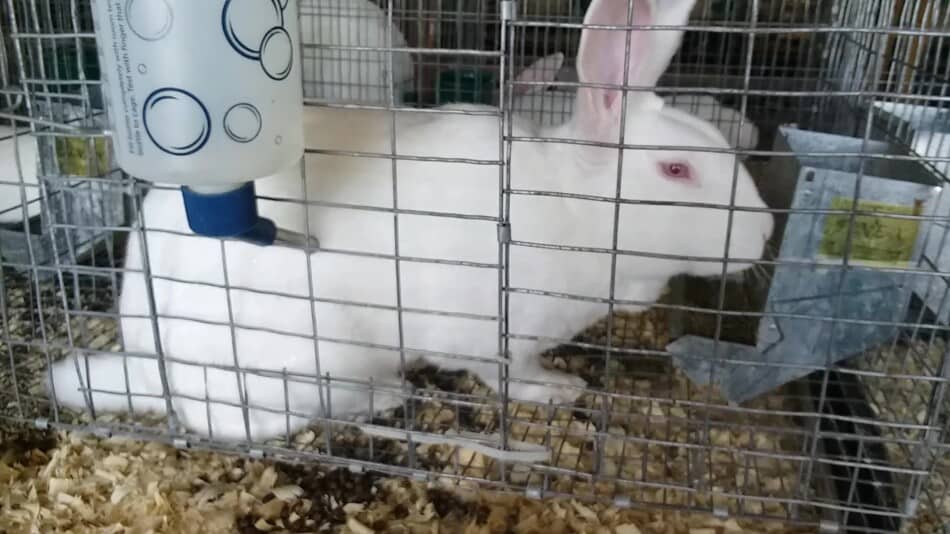 Biche blanche de Nouvelle-Zélande dans sa cage à la foire