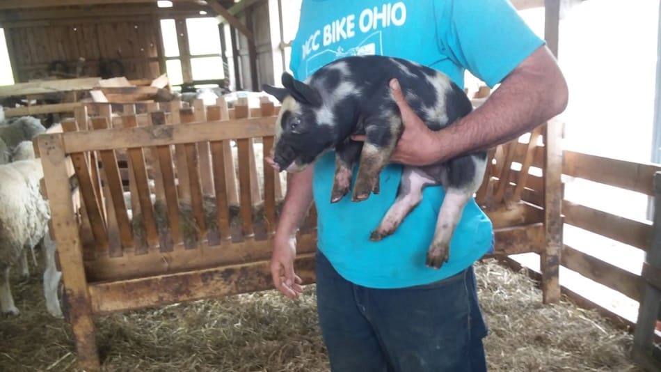 mignon petit porcelet croisé, elle est encore assez petite, nous pouvons la récupérer