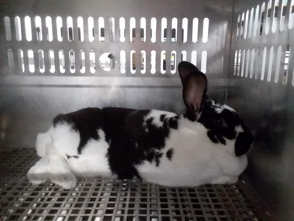 lapin noir et blanc se reposant dans une cage