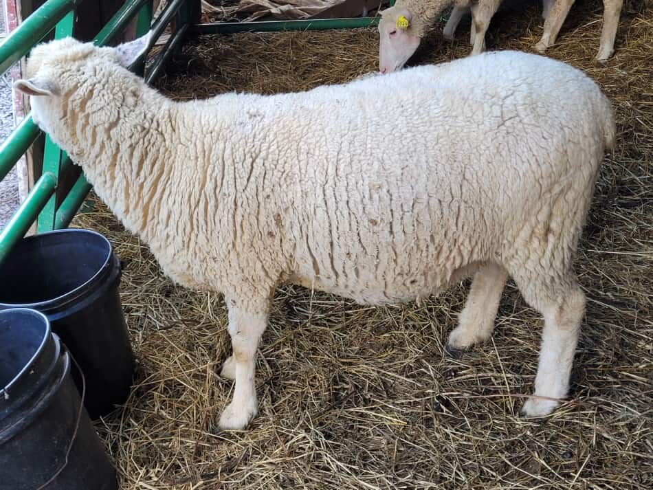 brebis à cause d'un agneau debout dans l'enclos