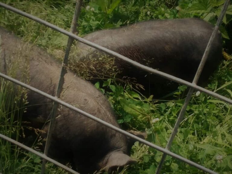 Porcs croisés Berkshire mangeant de l'herbe et du trèfle