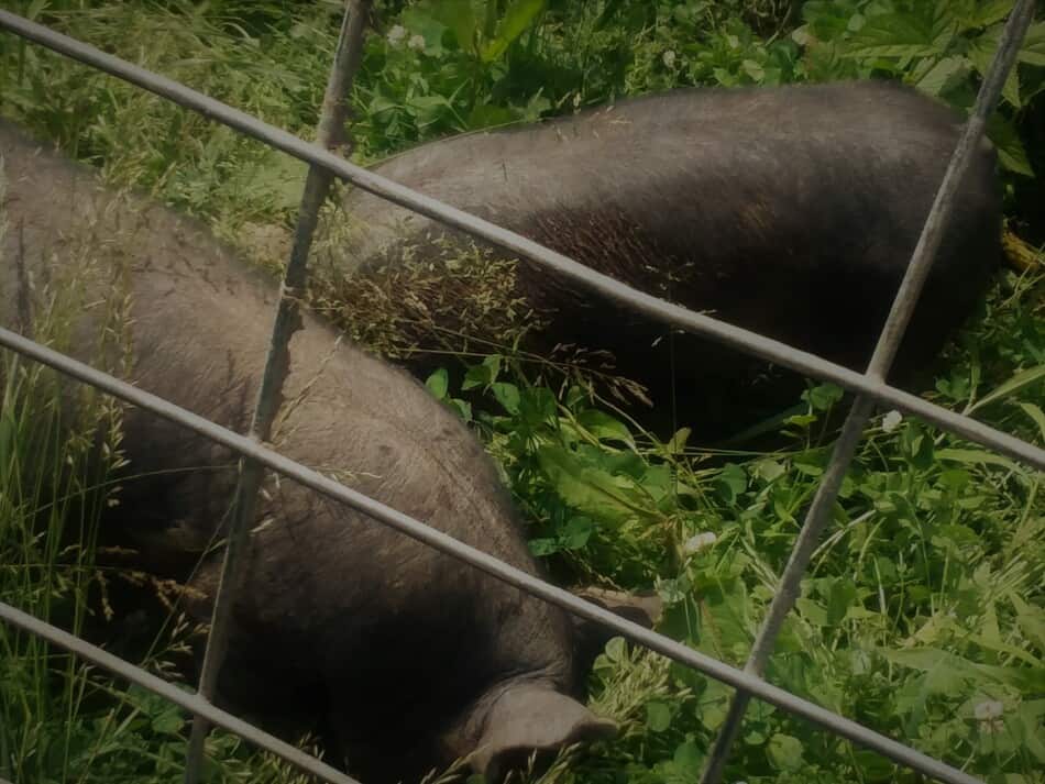 Porcs croisés Berkshire mangeant de l'herbe et du trèfle