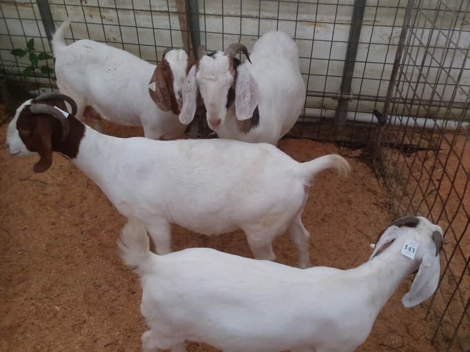 Chèvre Boer à vendre aux enchères