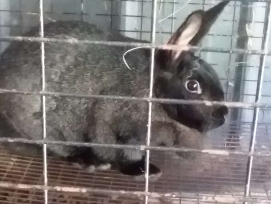 lapin de basse-cour élevé dans une cage grillagée