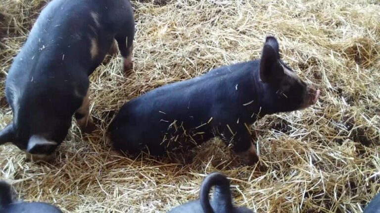 cochons dans une litière de paille