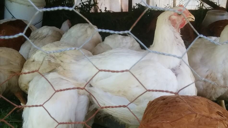 poulets de chair élevés au pâturage mangeant dans une auge