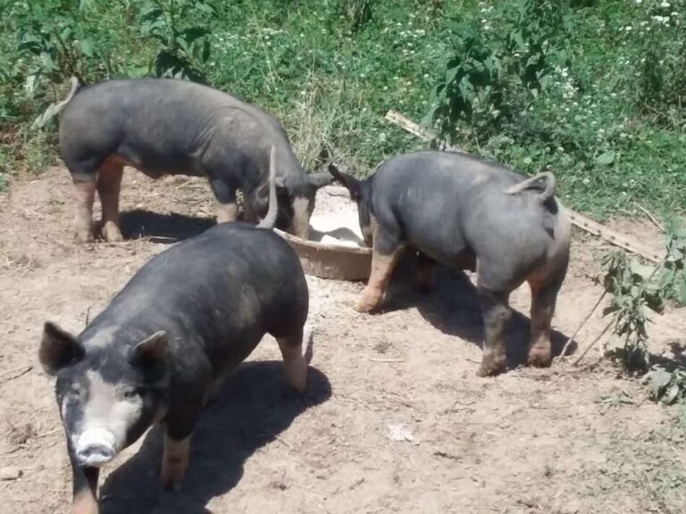 Porcs croisés Berkshire dans un enclos de pâturage mangeant de la nourriture