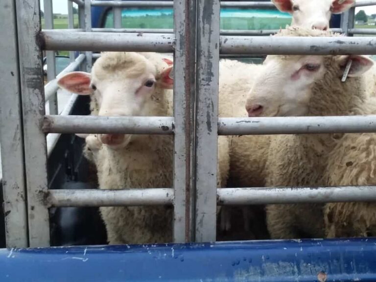 moutons en route vers la vente aux enchères